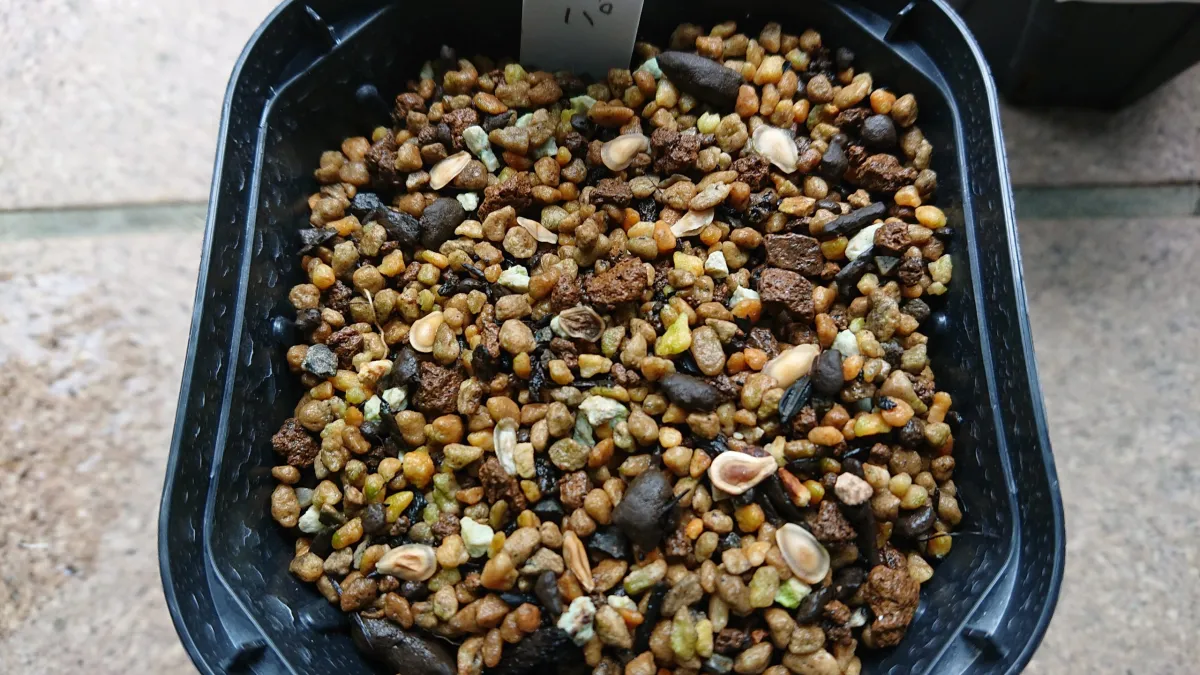 Fockea edulis var. crispa (フォッケア クリスパ)