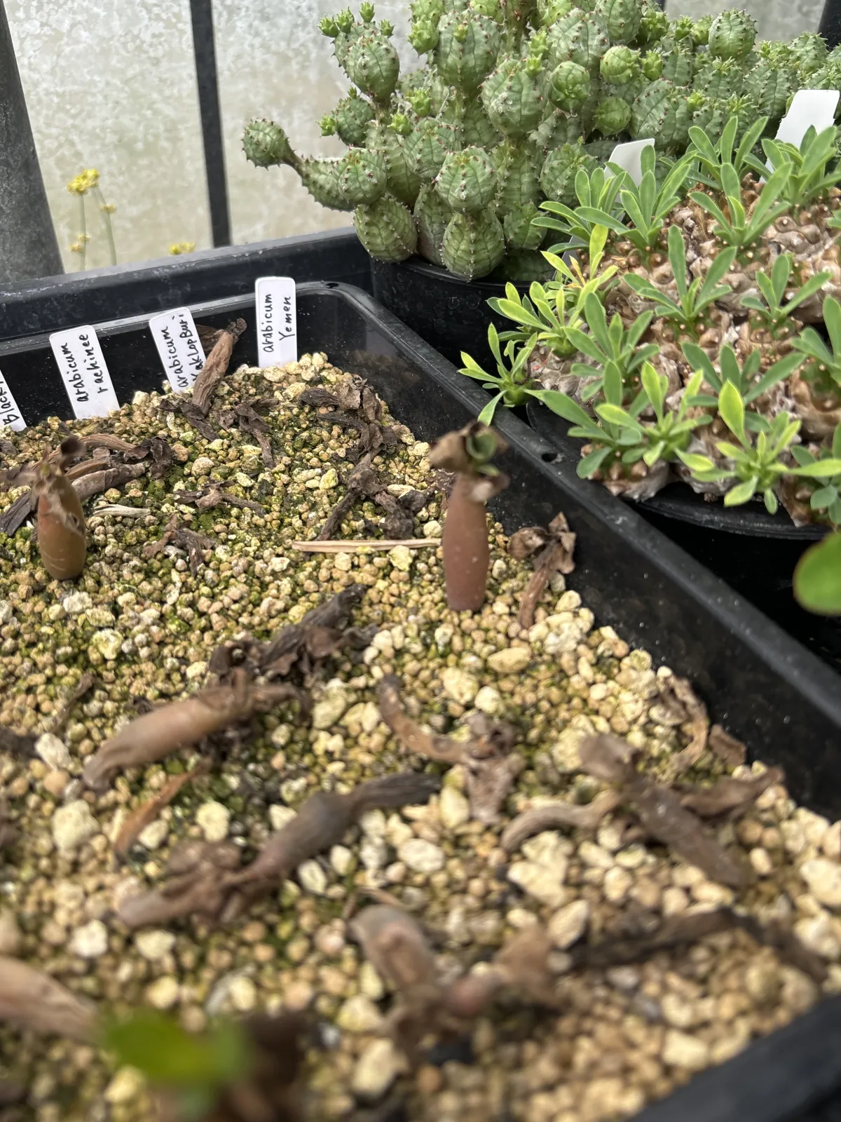 YLB Adenium arabicum Yak Lop Buri (アデニウム アラビカム)