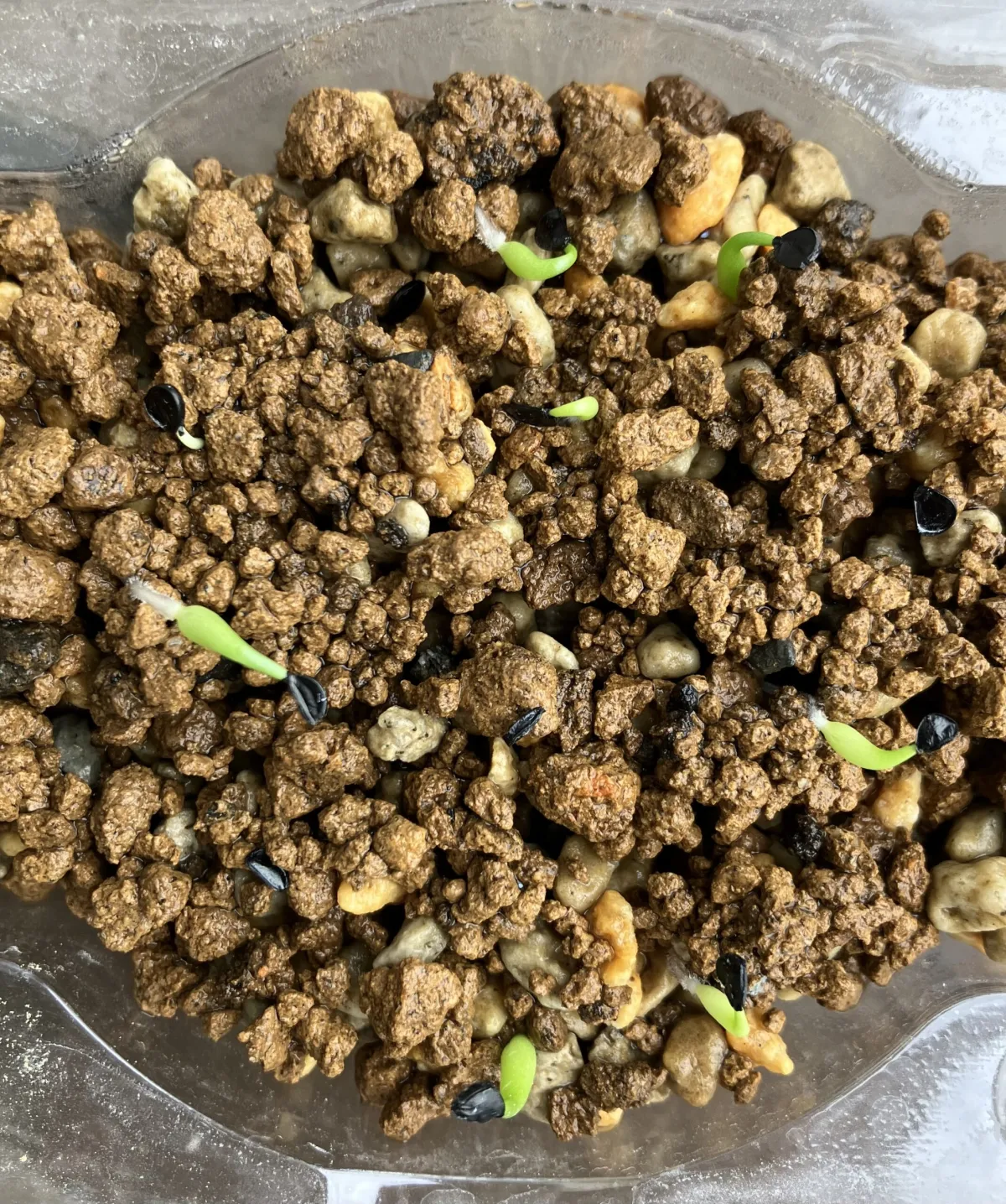 Agave victoriae-reginae var. compact (アガベ ビクトリアレジーナコンパクト)