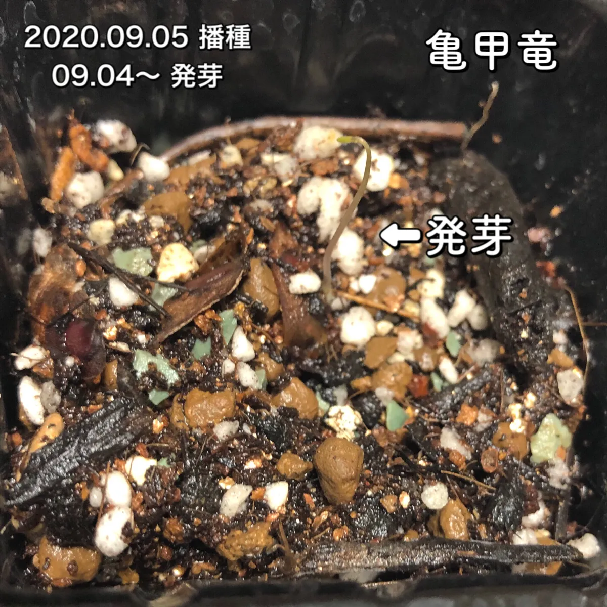 Dioscorea elephantipes (ディオスコレア エレファンティペス)