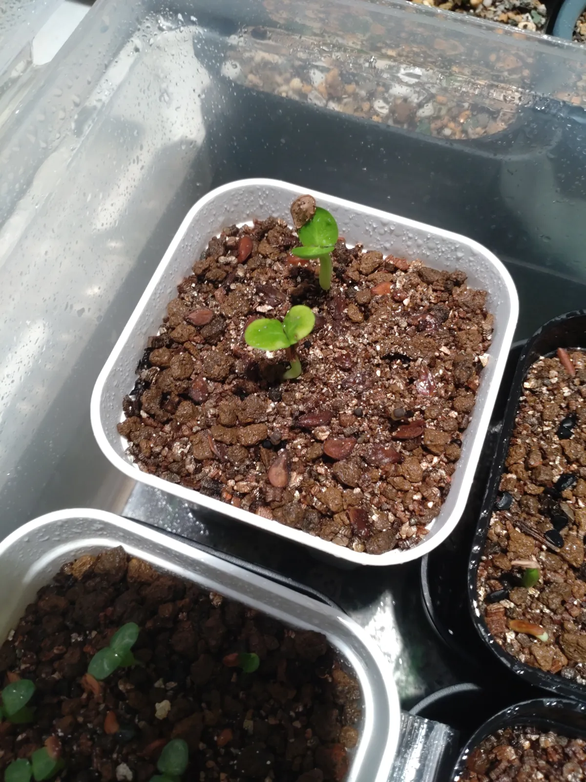 Pachypodium saundersii (パキポディウム サンデルシー)