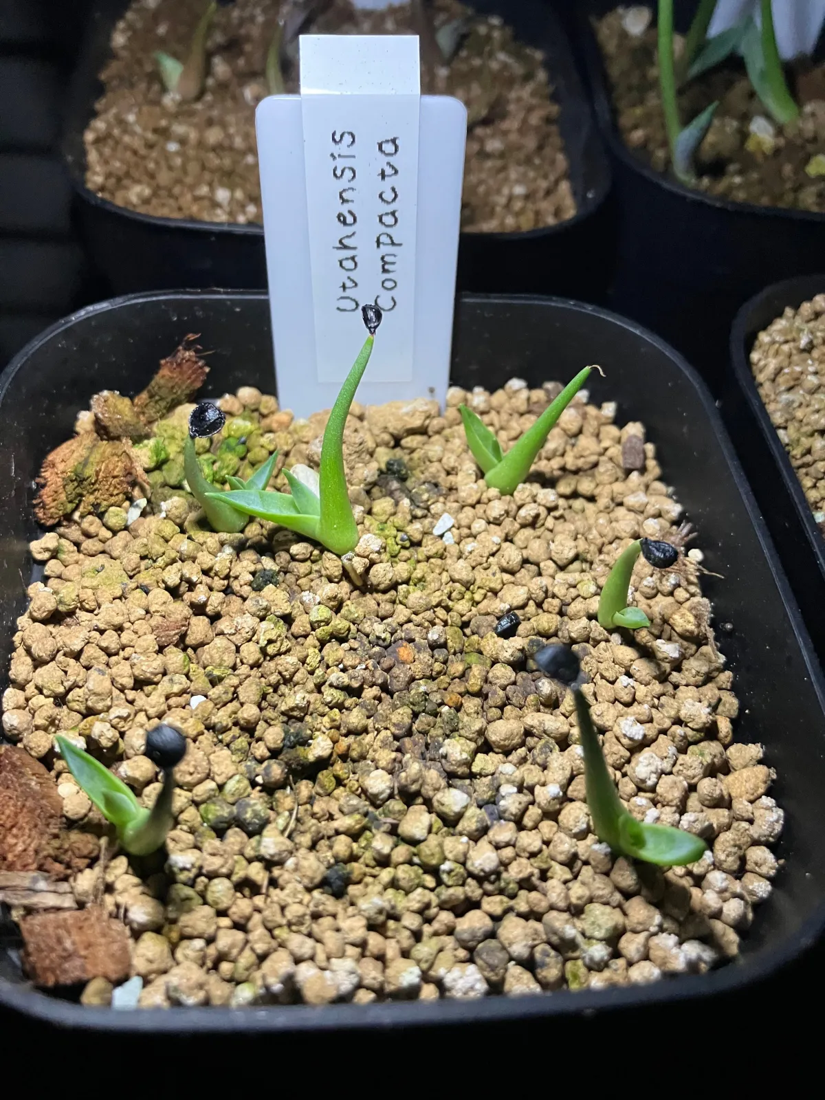 Agave utahensis ssp. utahensis Compacta (アガベ ユタエンシスコンパクタ)
