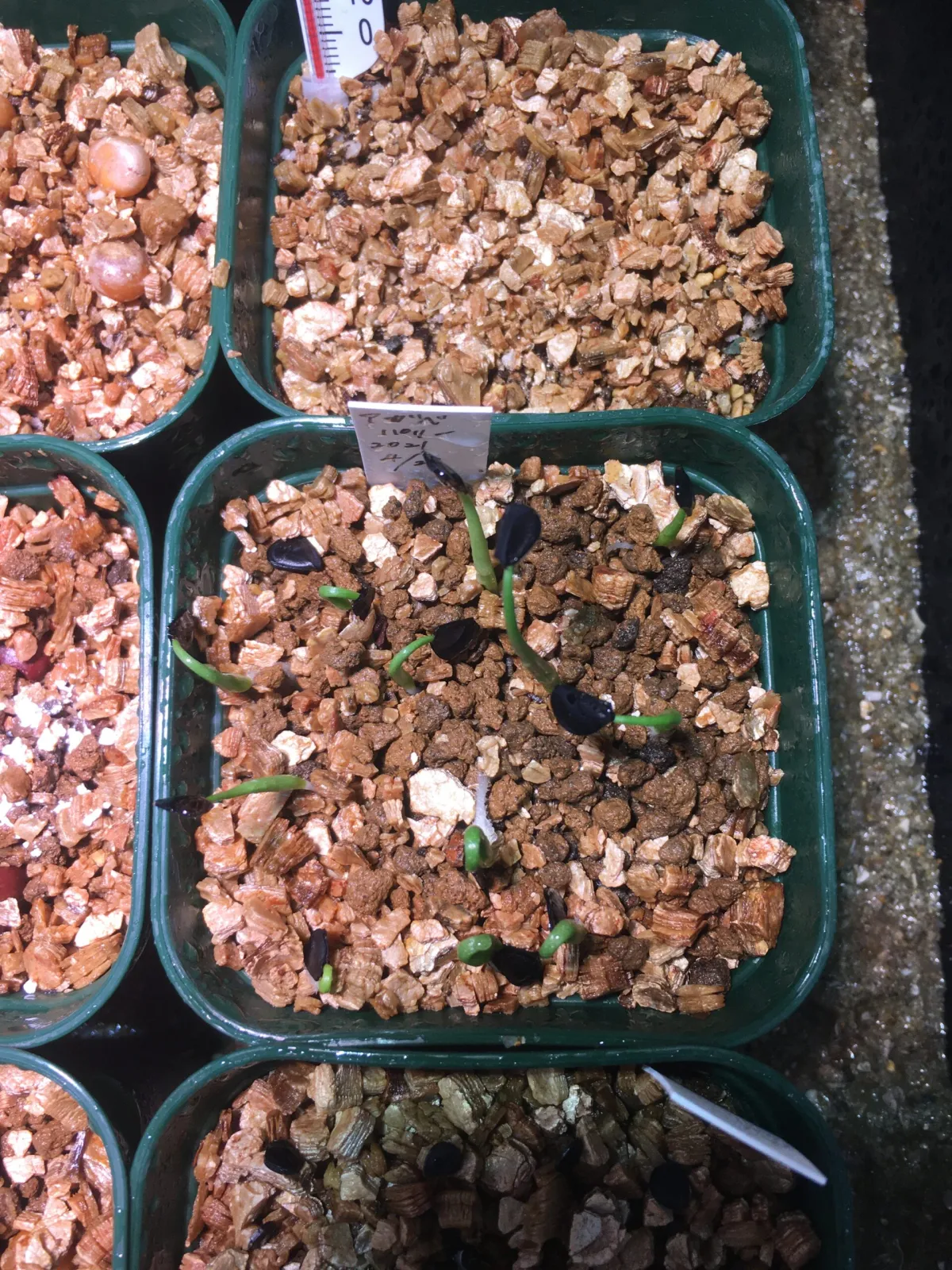 Agave parryi ssp. parryi (アガベ パリー)