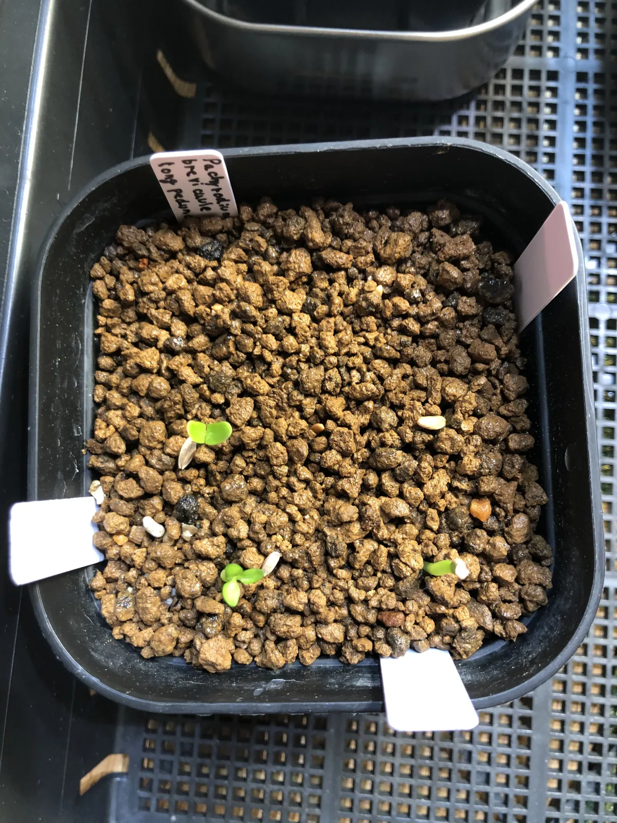 Pachypodium brevicaule (パキポディウム ブレビカウレ（長茎）)