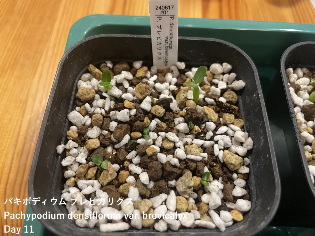 Pachypodium densiflorum var. brevicalyx (パキポディウム ブレビカリックス)