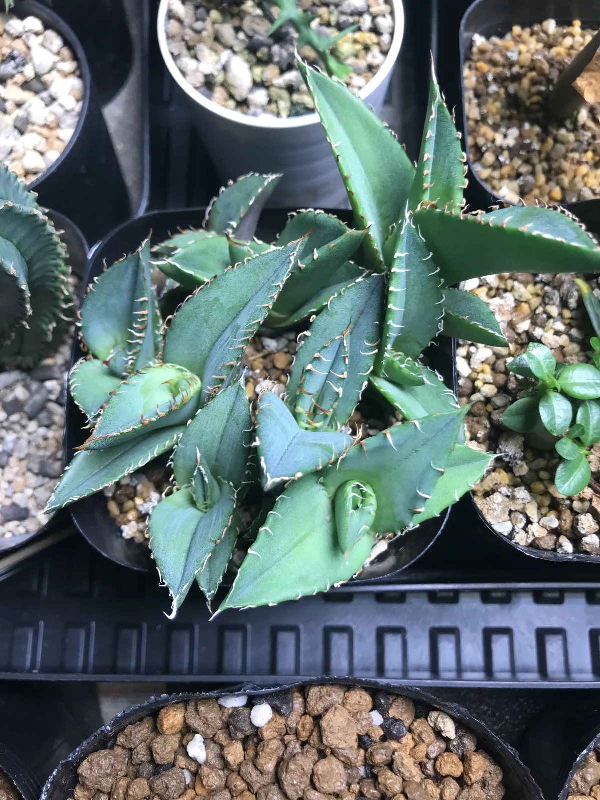 Agave oteroi Lot. (アガベ オテロイ)