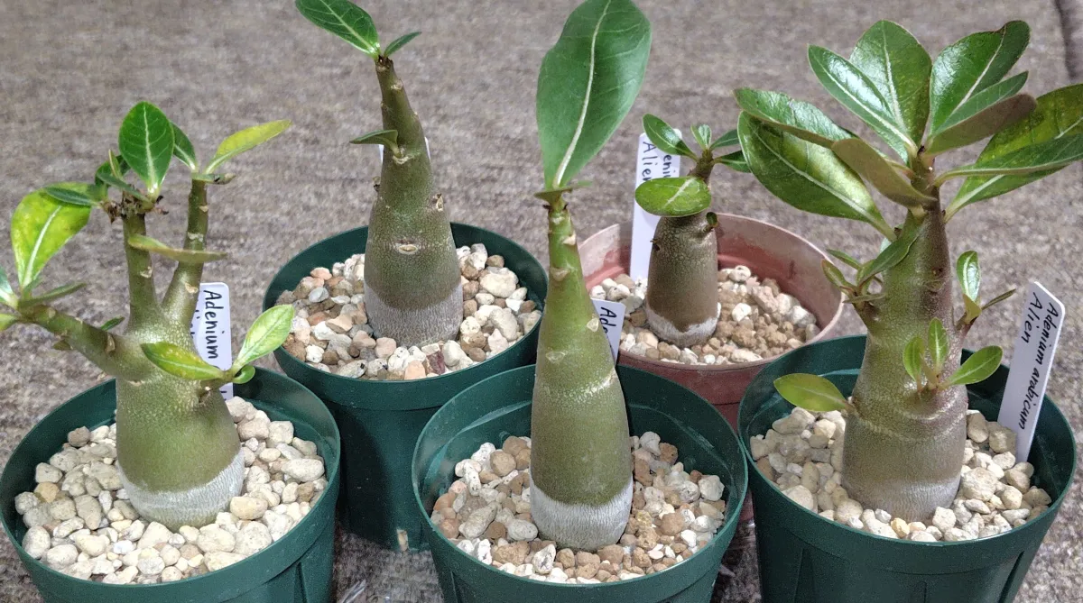 Adenium arabicum Alien (アデニウム エイリアン)