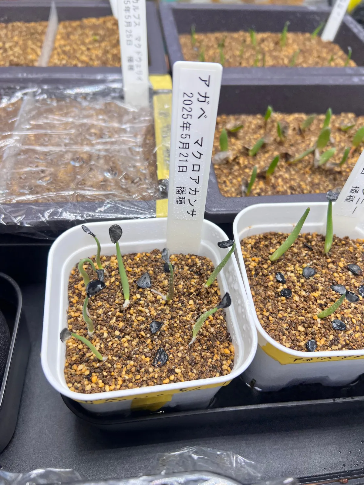Agave macroacantha (アガベ マクロアカンサ)