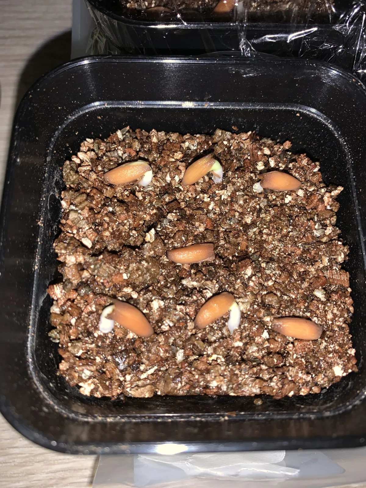 Adenium arabicum rachine (アデニウム アラビカム ラシニー)