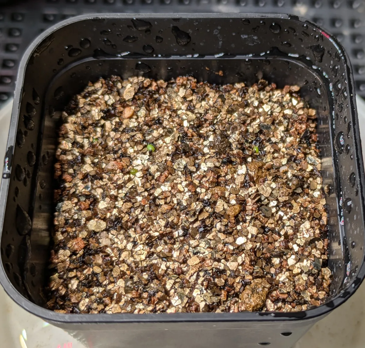 Aztekium hintonii (アズテキウム ヒントニー)