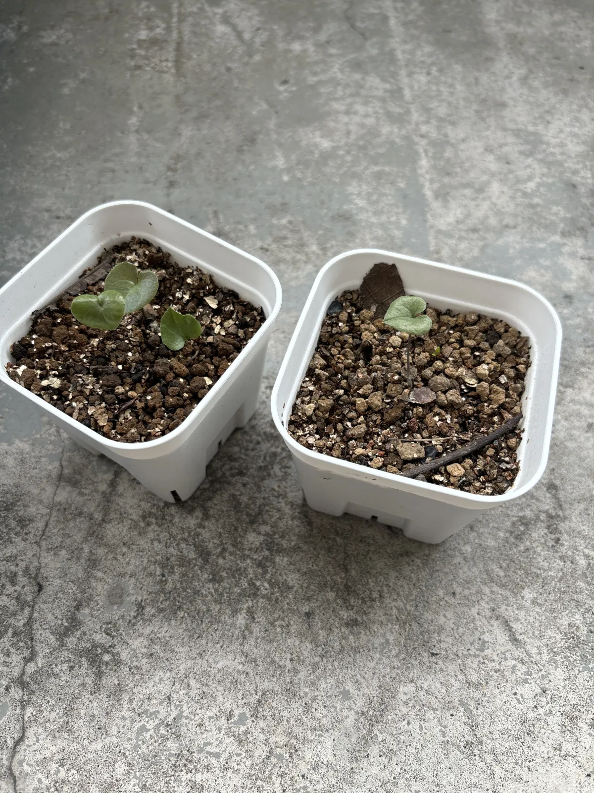 Dioscorea elephantipes (ディオスコレア エレファンティペス)