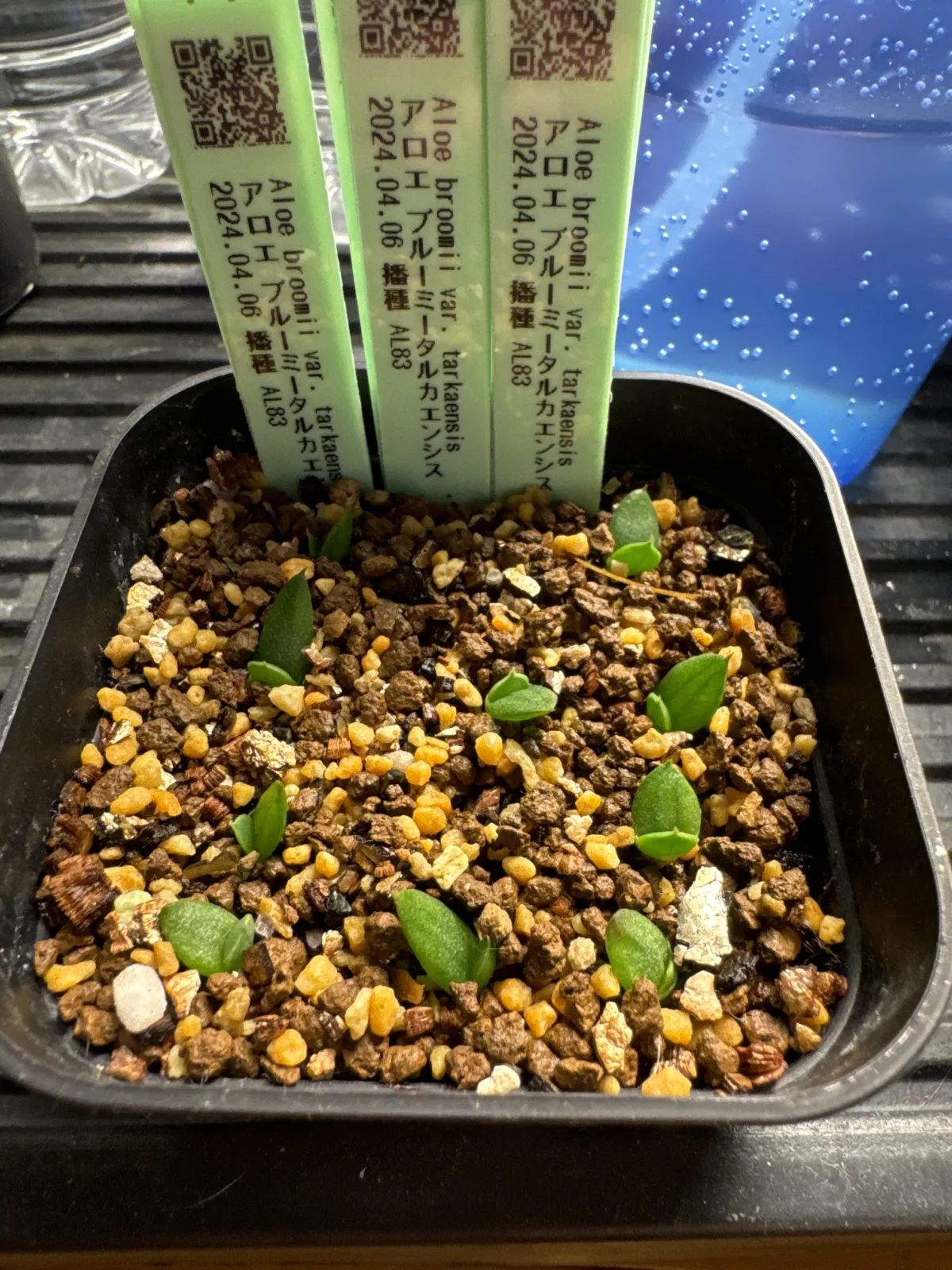 Aloe broomii var. tarkaensis (アロエ ブルーミータルカエンシス)