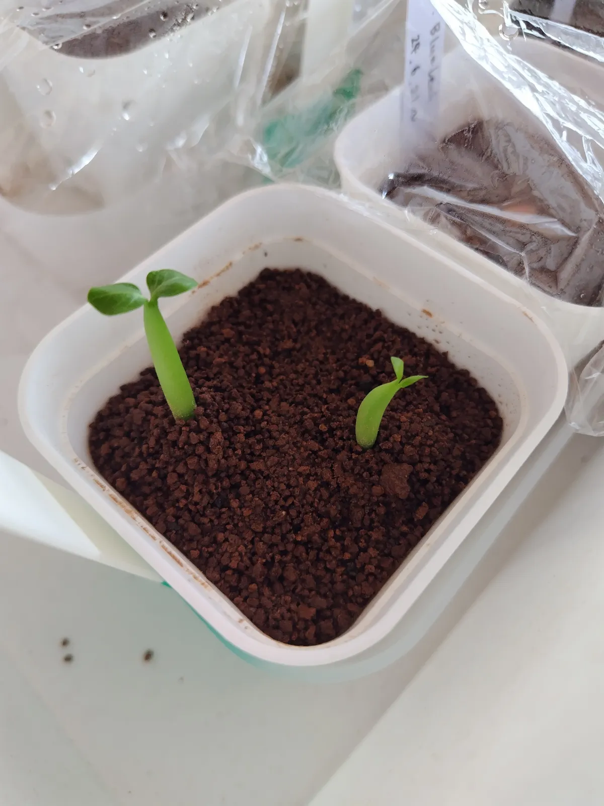 Adenium arabicum rachine (アデニウム アラビカム ラシニー)