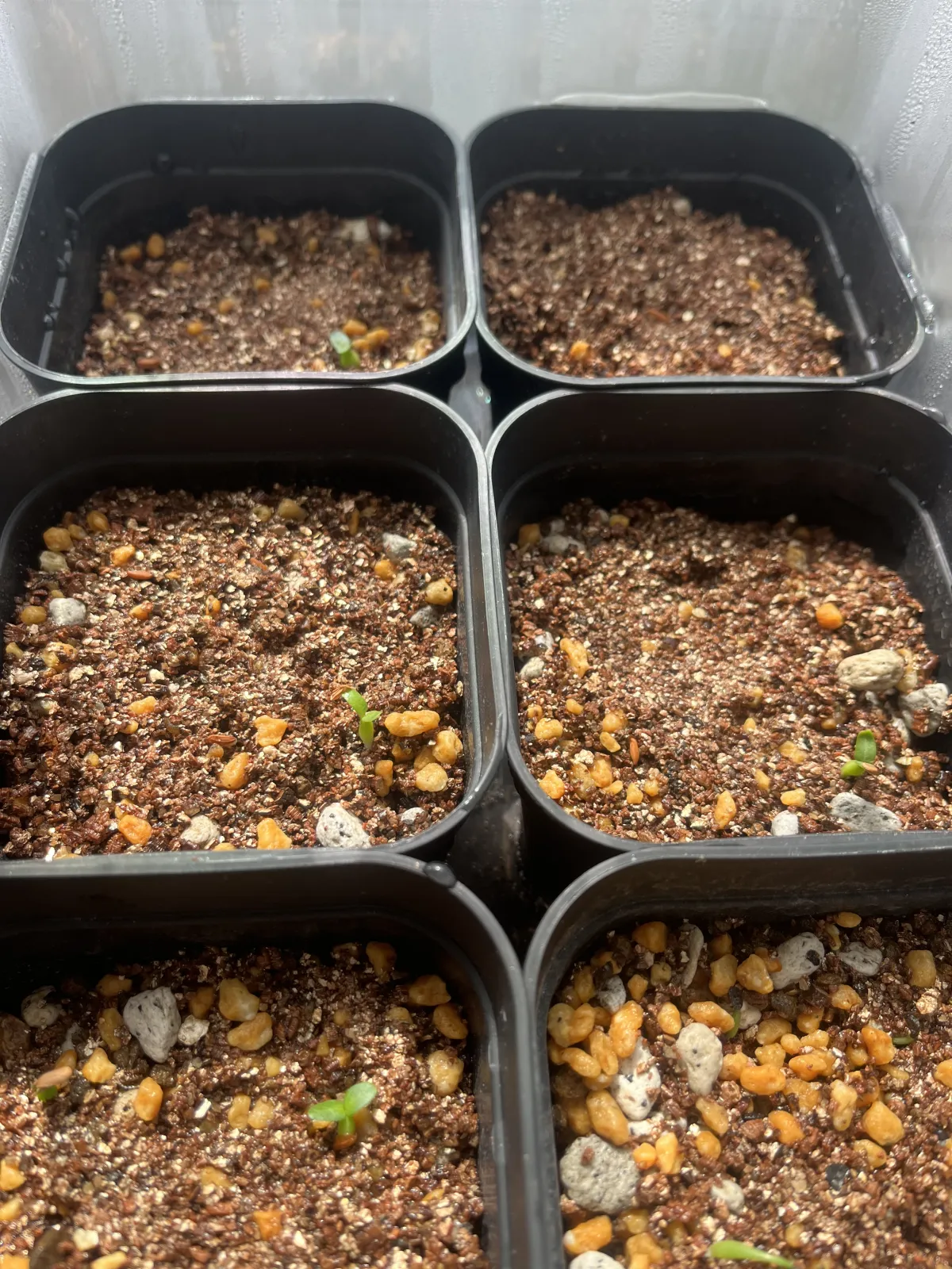 Pachypodium brevicaule subsp. leucoxanthum (パキポディウム レウコキサンツム)