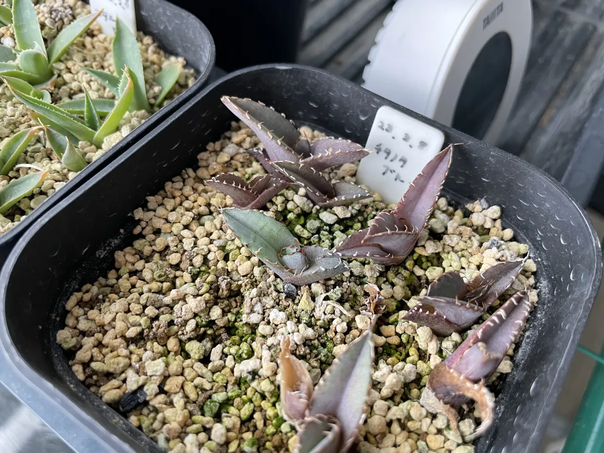 Agave titanota Blue Lot. (アガベ チタノタブルー)