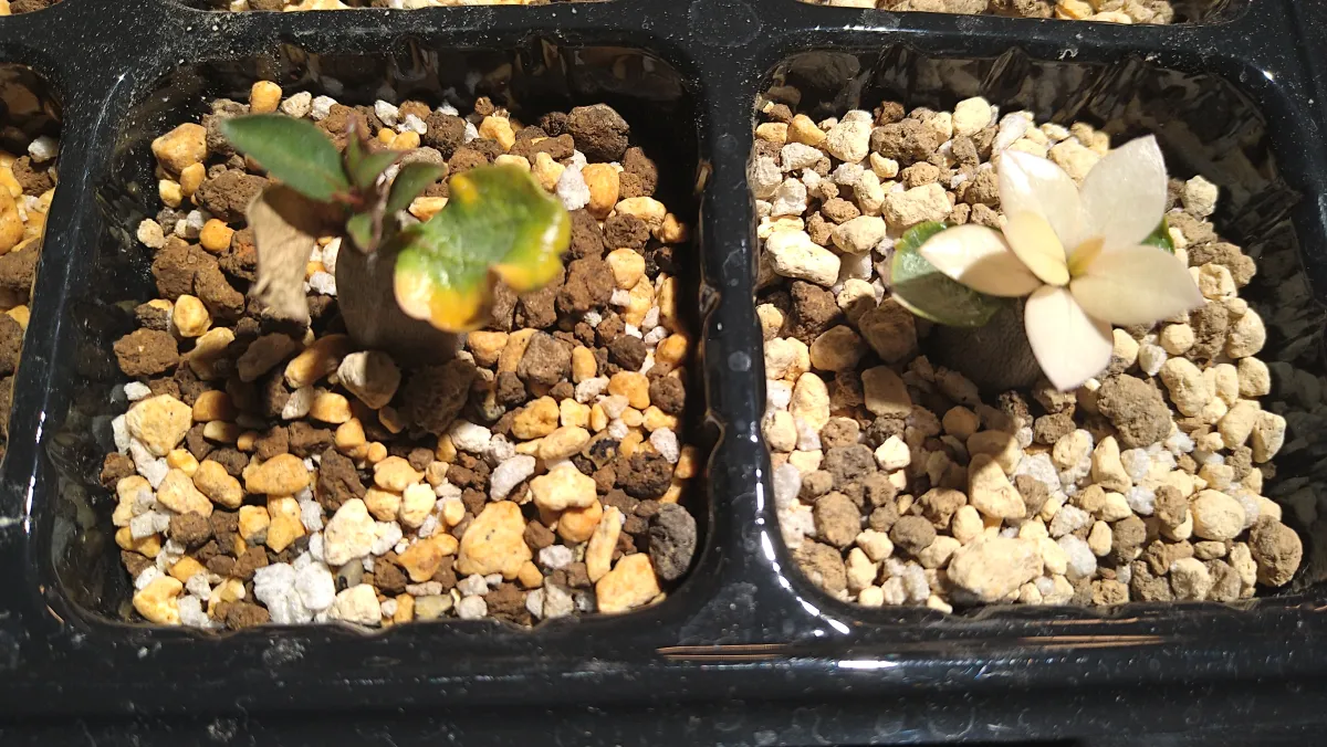 Adenium arabicum rachine (アデニウム アラビカム ラシニー)