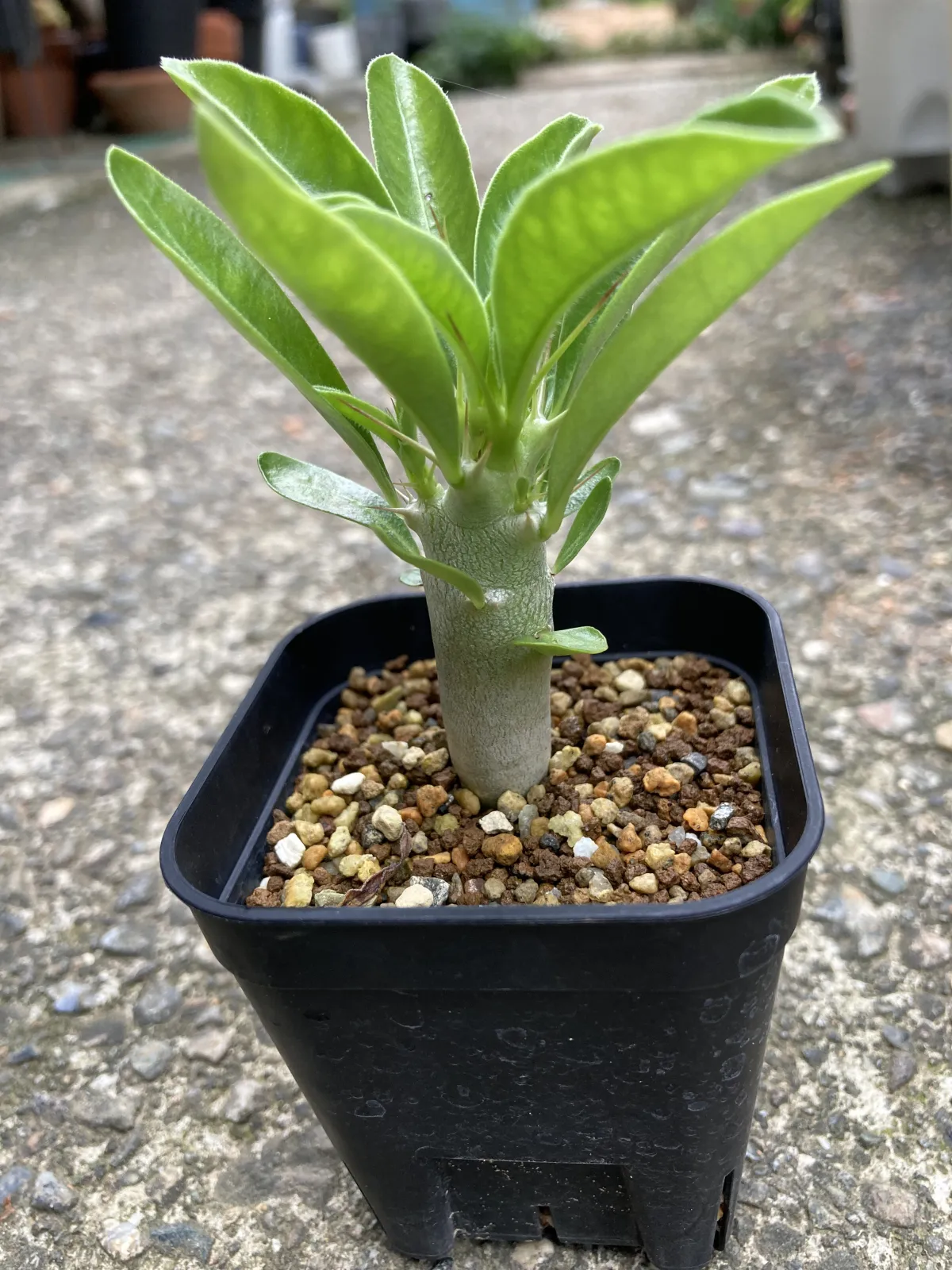Pachypodium saundersii (パキポディウム サンデルシー)