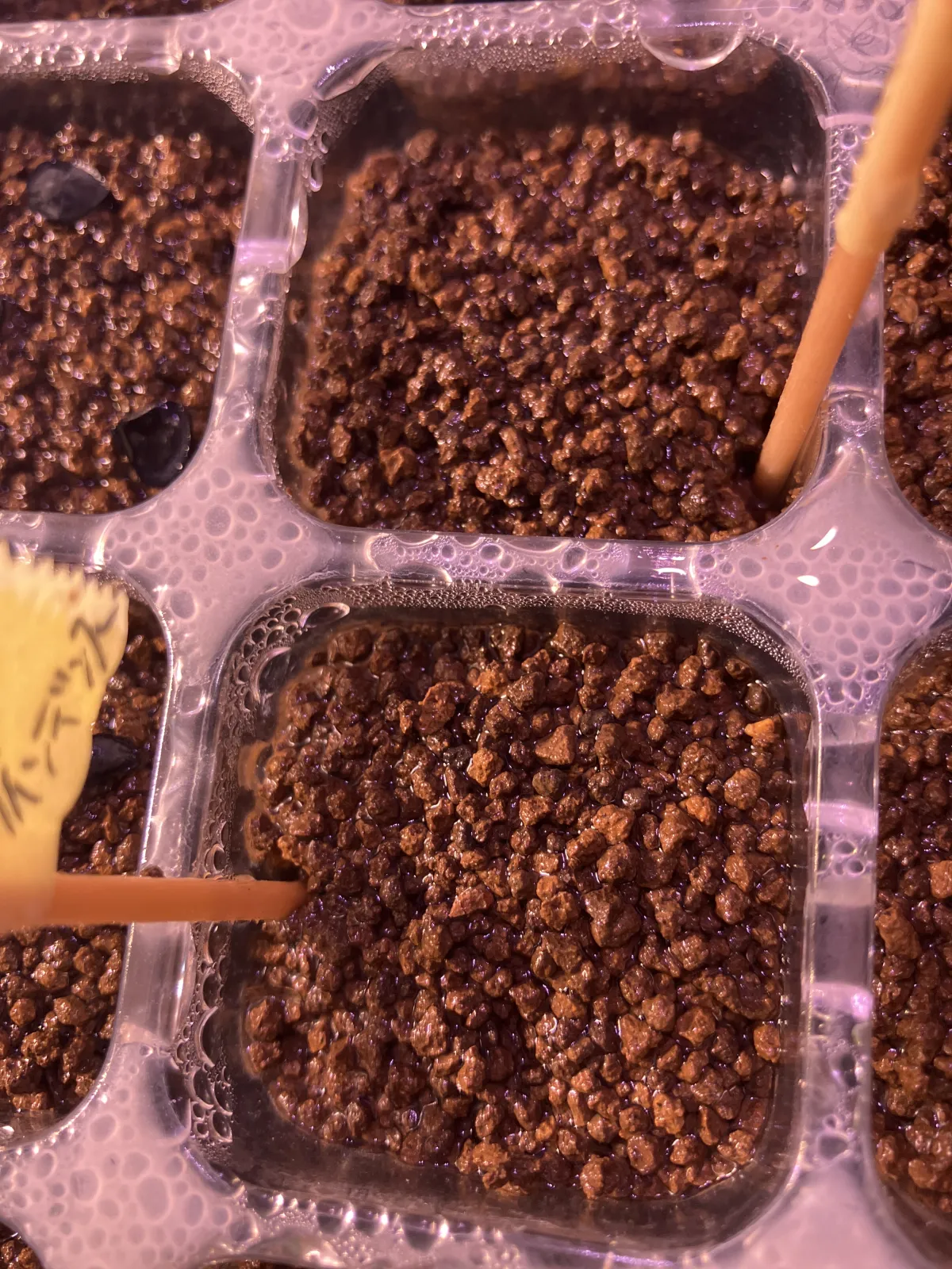 Pachypodium densiflorum var. densiflorum (パキポディウム デンシフローラム)