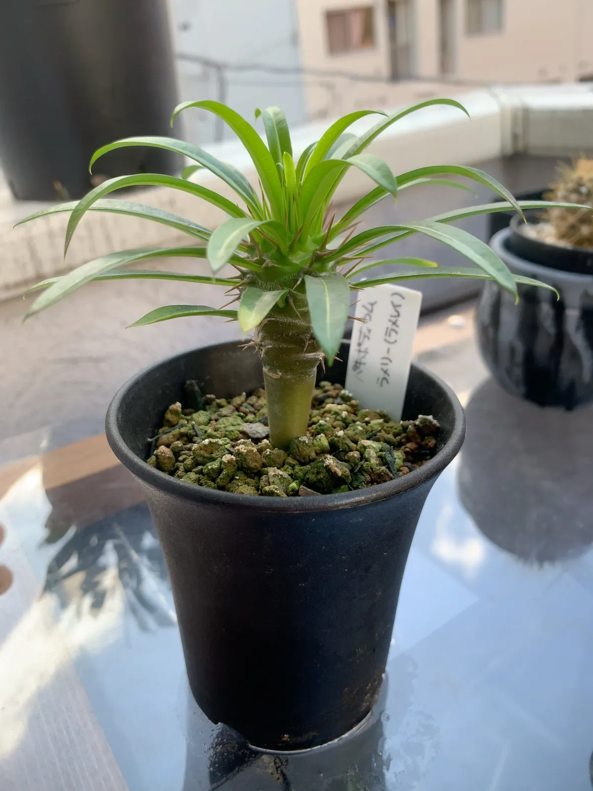 Pachypodium lamerei (パキポディウム ラメレイ)