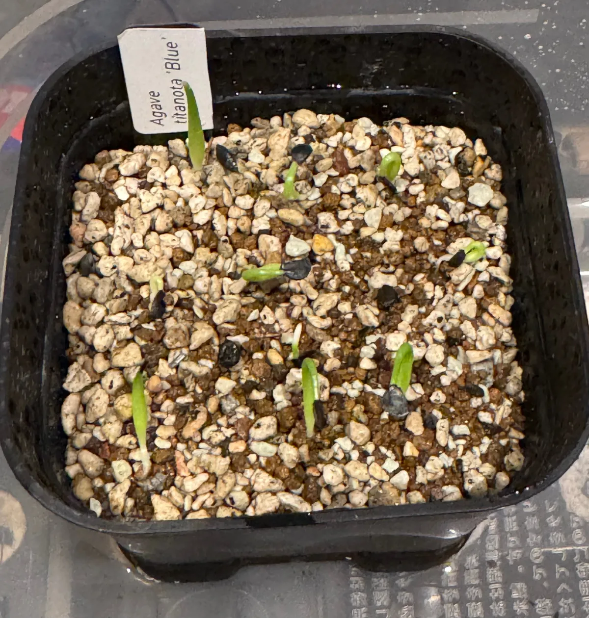 Agave titanota Blue Lot. (アガベ チタノタブルー)