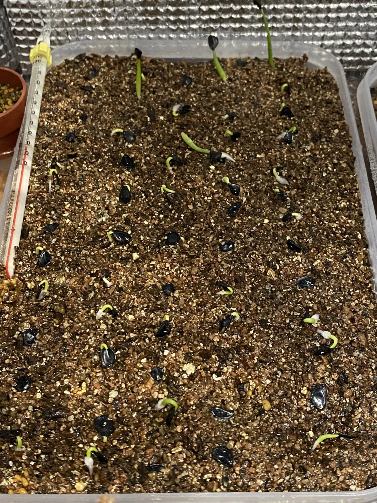 Agave 発芽報告