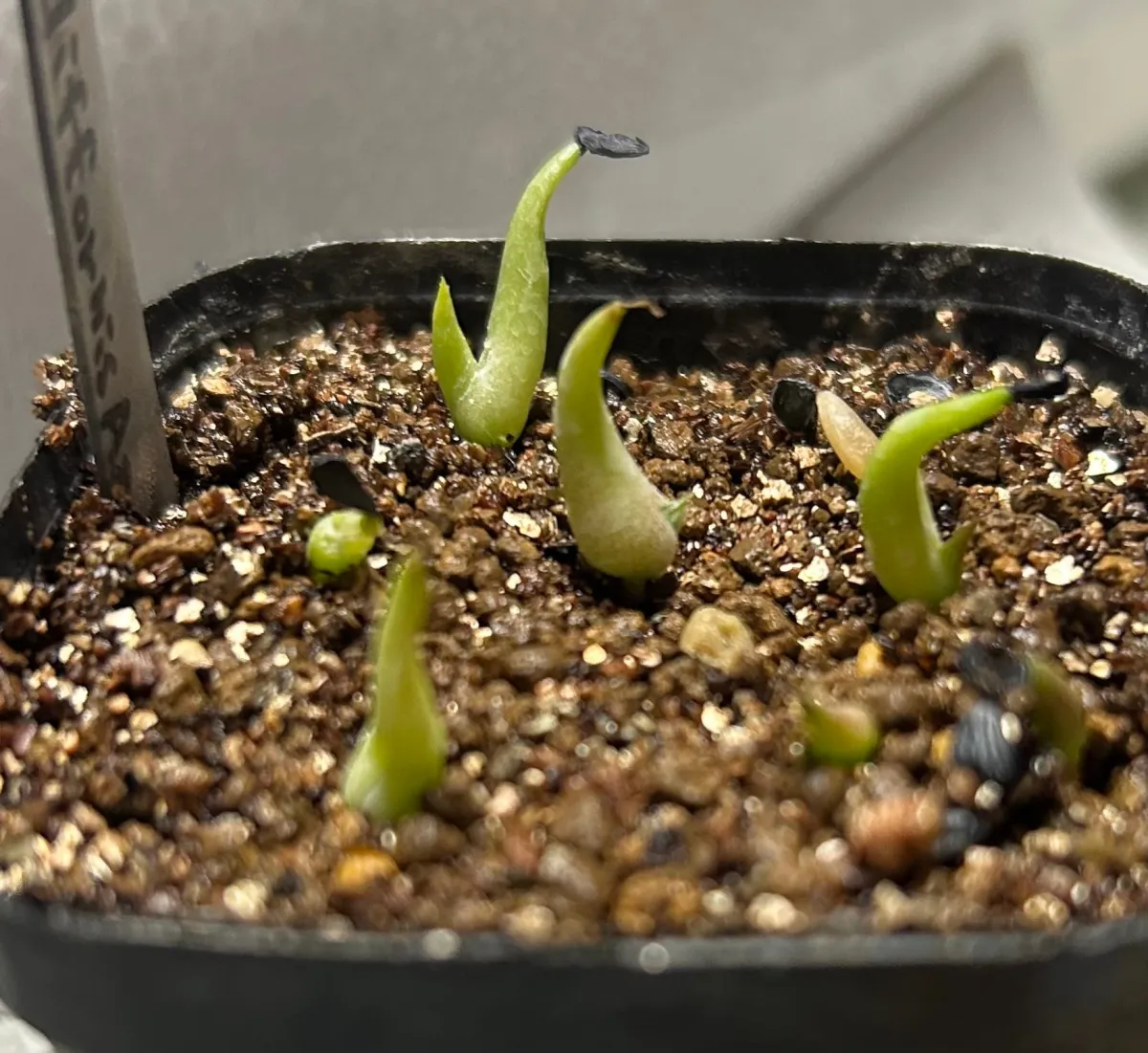 Agave difformis (アガベ ディフォルミス アズール)