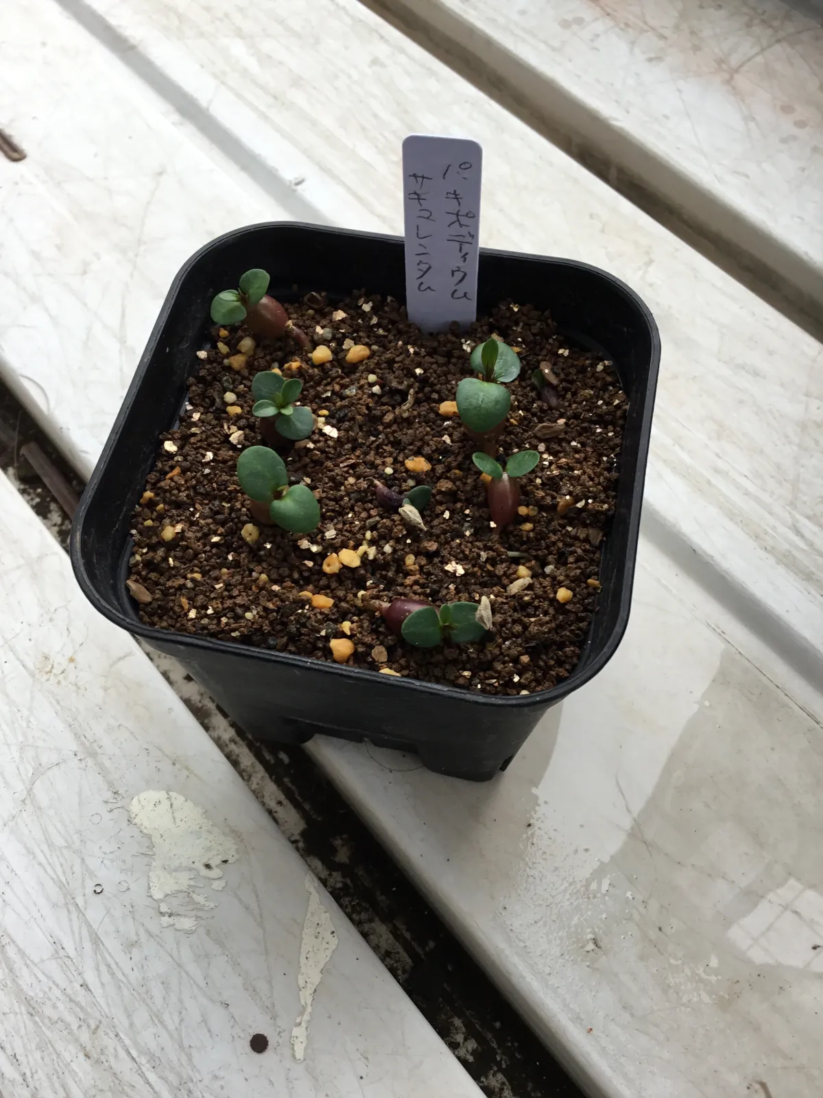 Pachypodium succulentum (パキポディウム サキュレンタム)