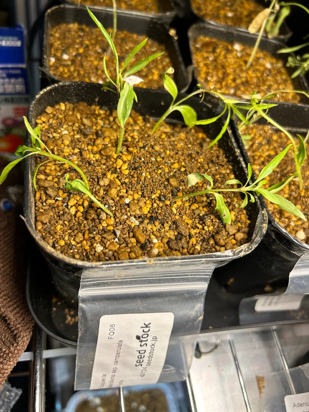 Fouquieria splendens ssp. campanulata (フォークイエリア カンパニュラタ)
