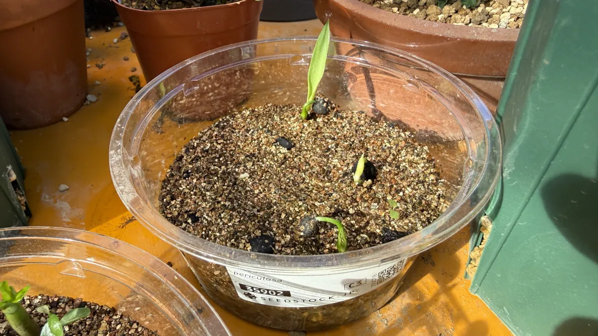 Yucca periculosa (ユッカ ペリクローサ)