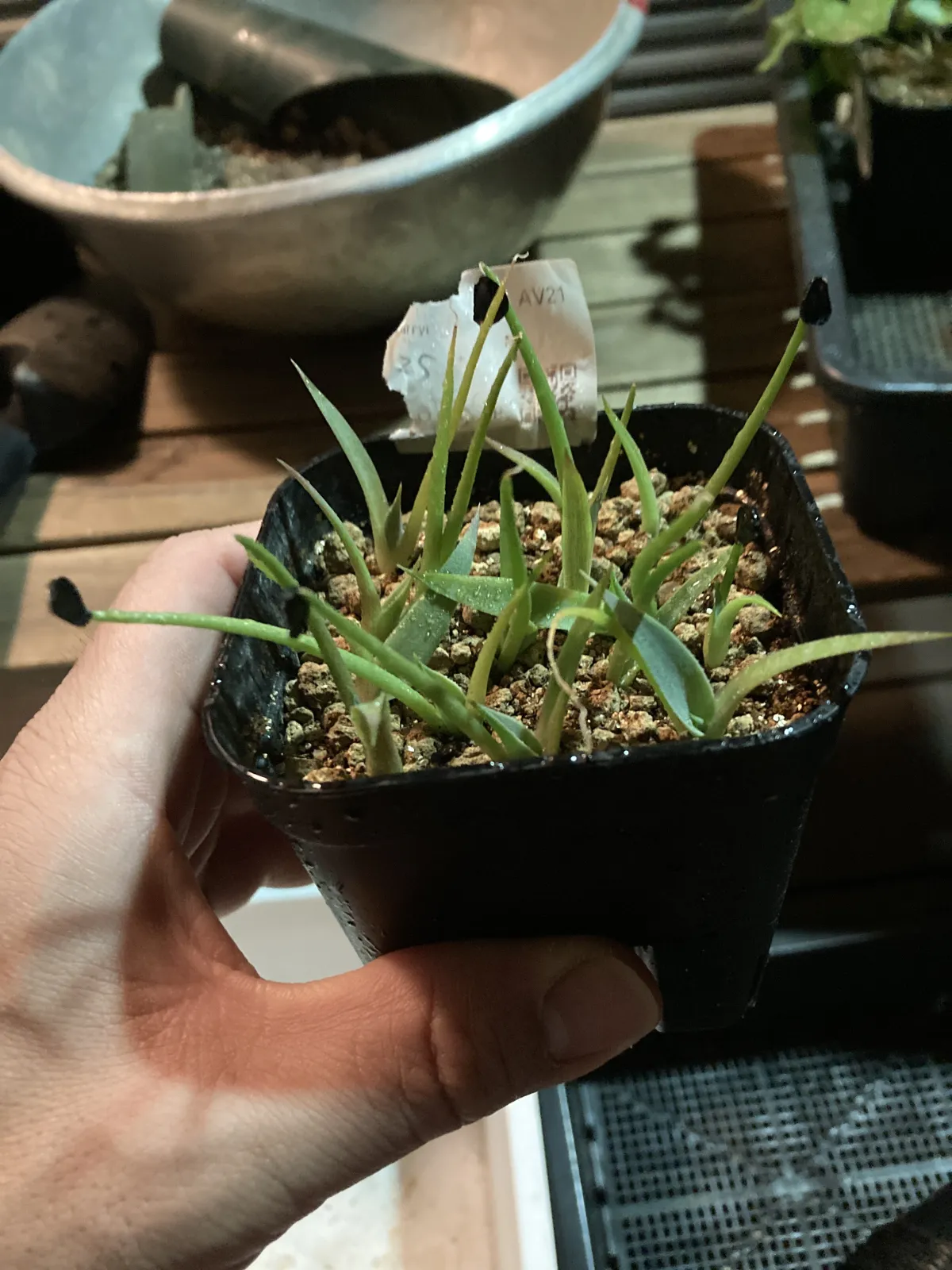 Agave parryi ssp. parryi (アガベ パリー)