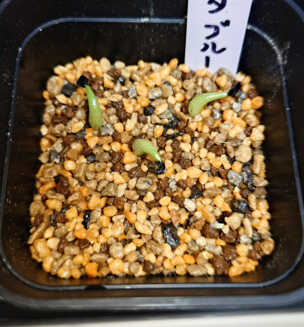 Agave titanota Blue Lot. (アガベ チタノタブルー)