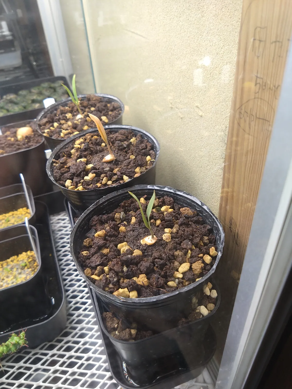 Welwitschia mirabilis ([無料種子/発芽難ロット] ウェルウィッチア ミラビリス 奇想天外)