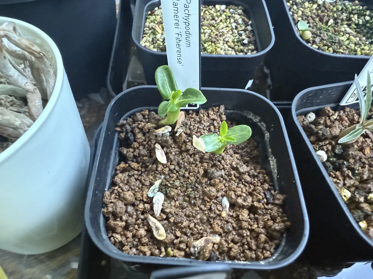 Pachypodium lamerei Fiherense (パキポディウム フィヘレンセ)