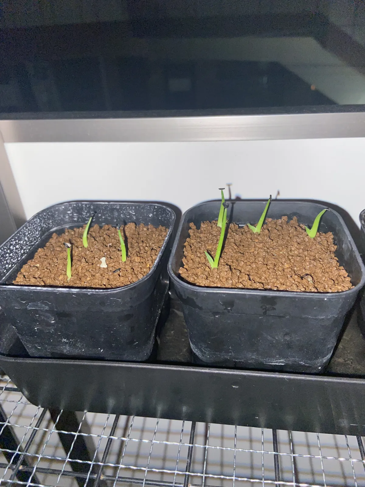 Agave utahensis var. eborispina Corkscrew (アガベ ユタエンシスコークスクリュー)