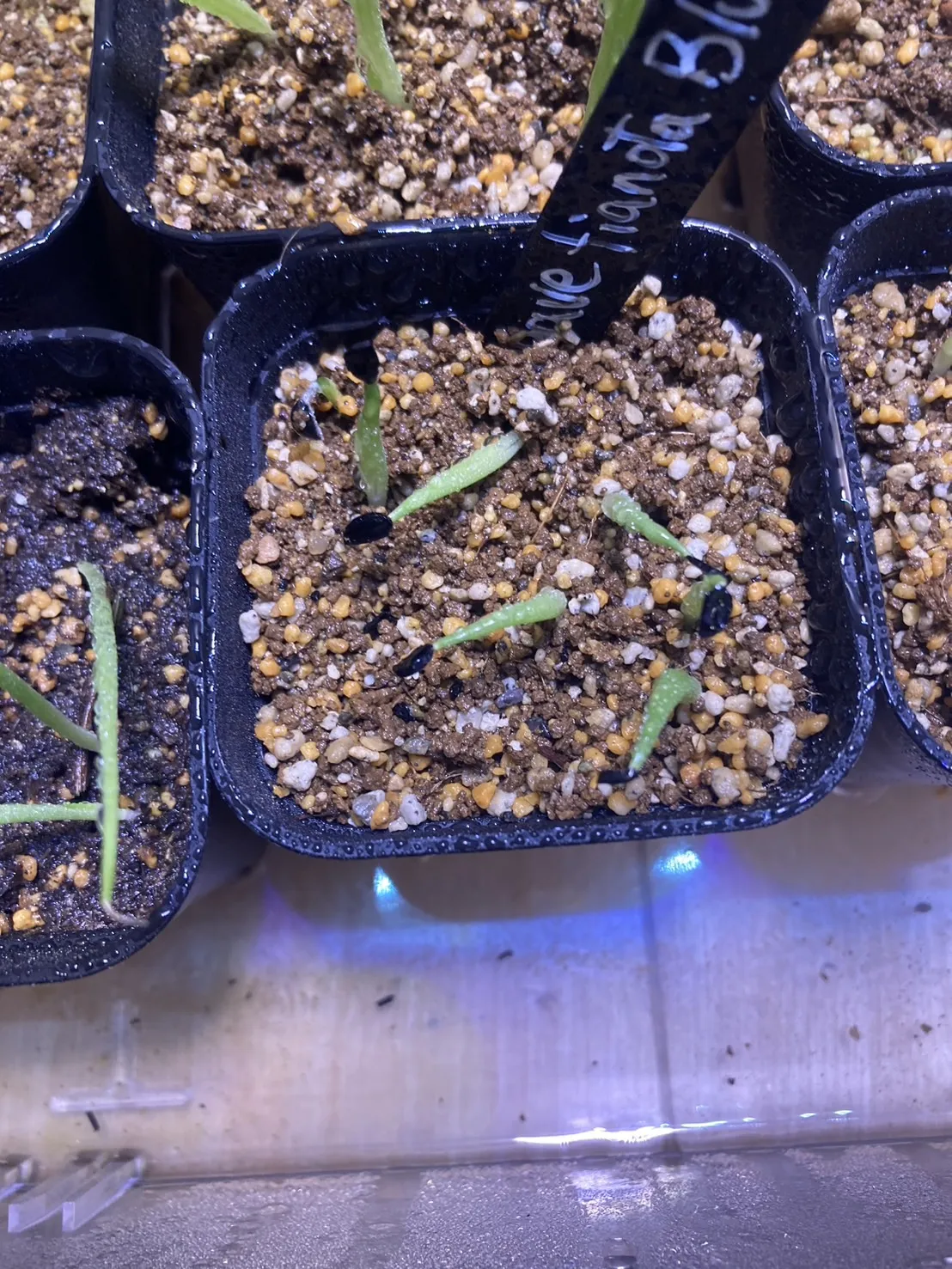 Agave titanota Blue Lot. (アガベ チタノタブルー)