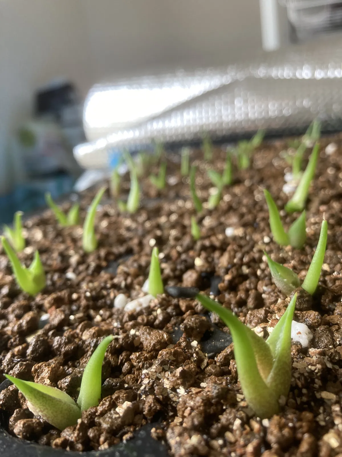 Agave titanota Blue Lot. (アガベ チタノタブルー)