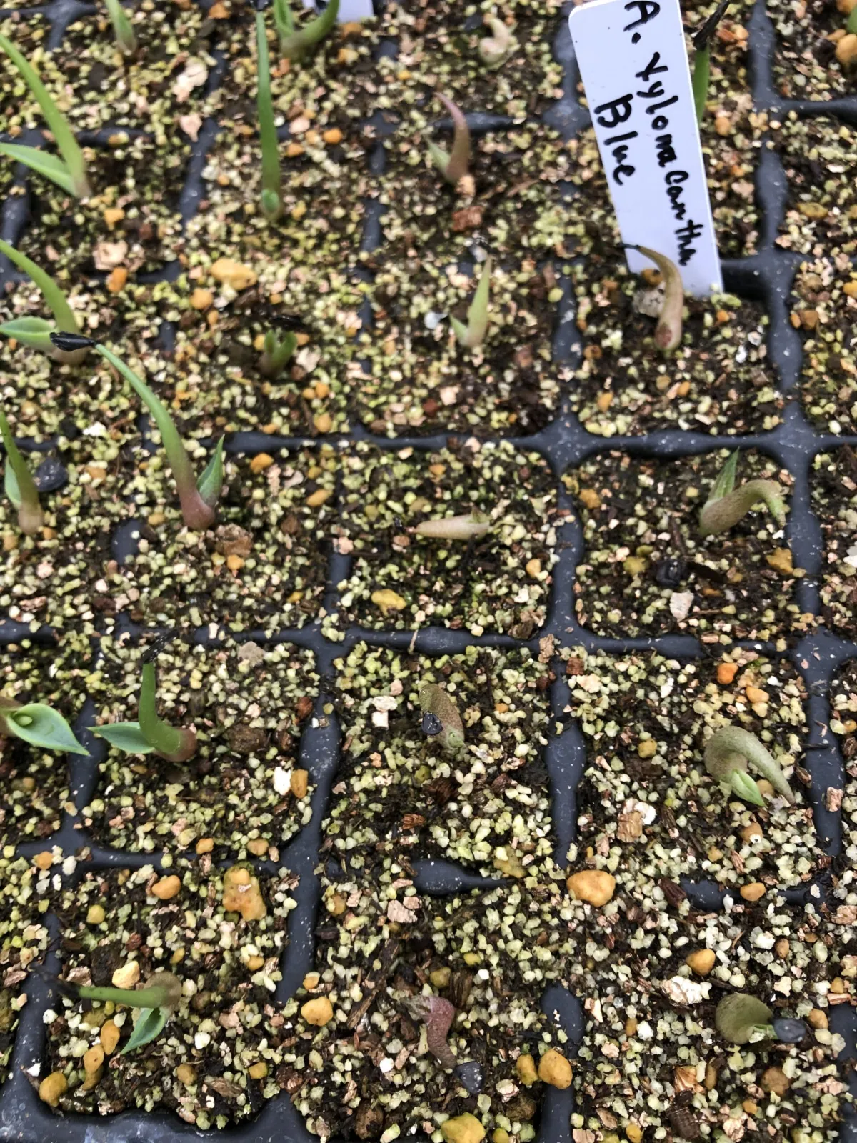 Agave xylonacantha blue (アガベ キシロナカンサブルー)
