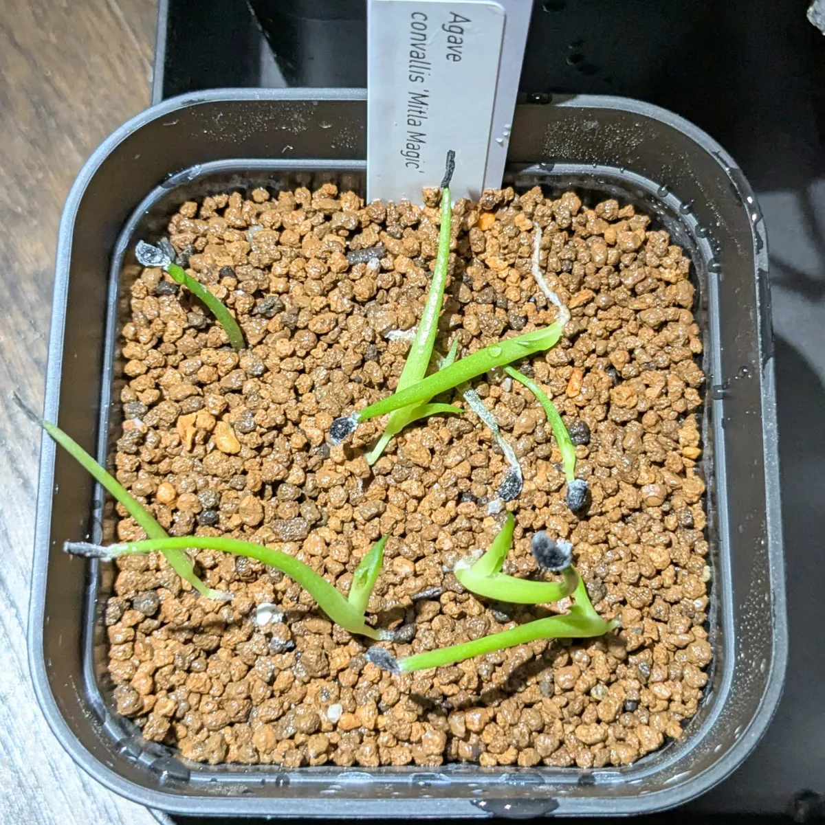 Agave convallis (アガベ コンワリス ミトラマジック)