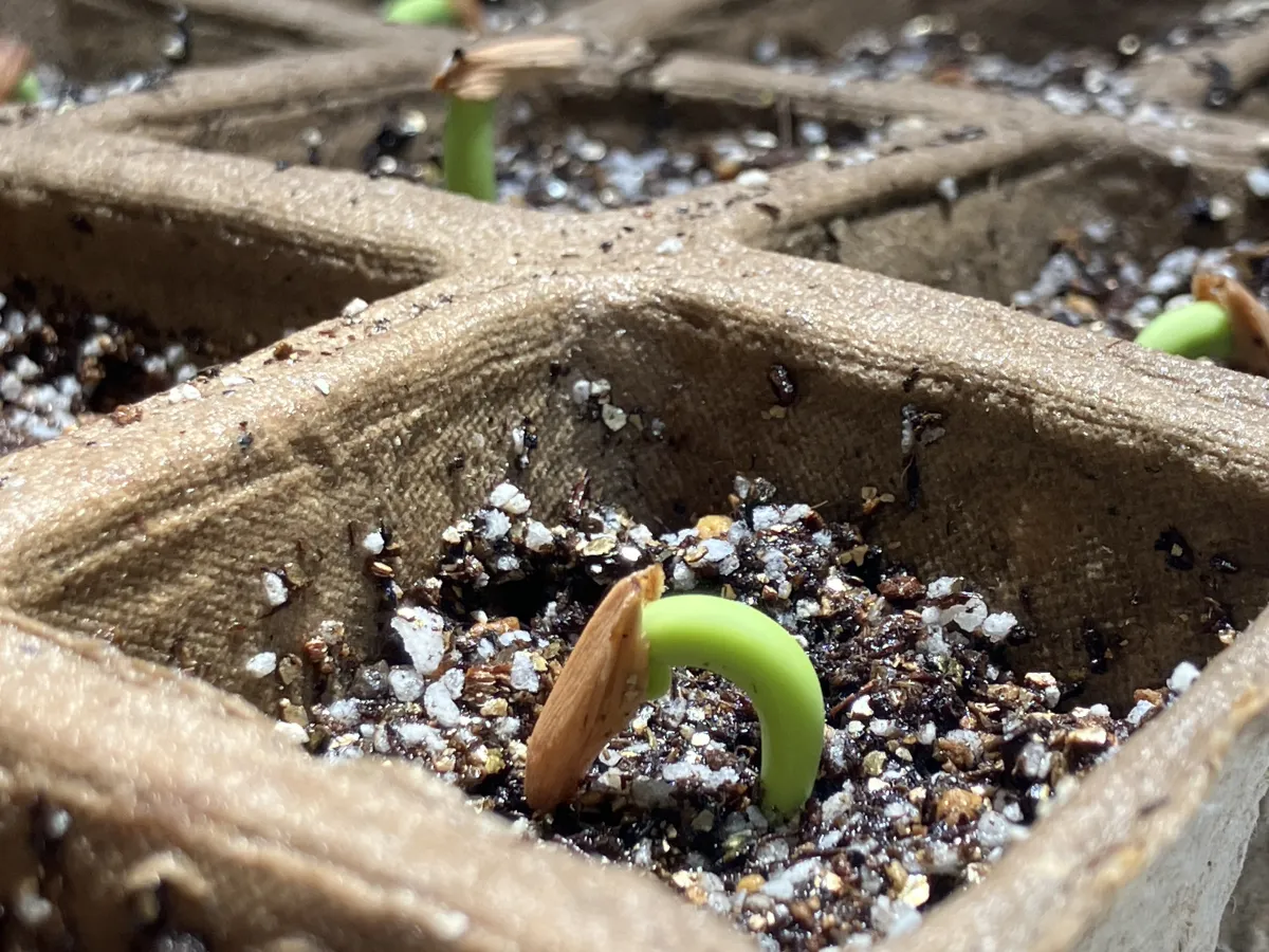 Adenium arabicum Alien (アデニウム エイリアン)