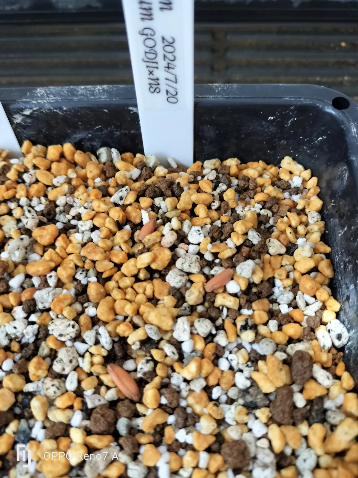 x NSDD Adenium arabicum Godji x NSDD (アデニウム ゴッジ)