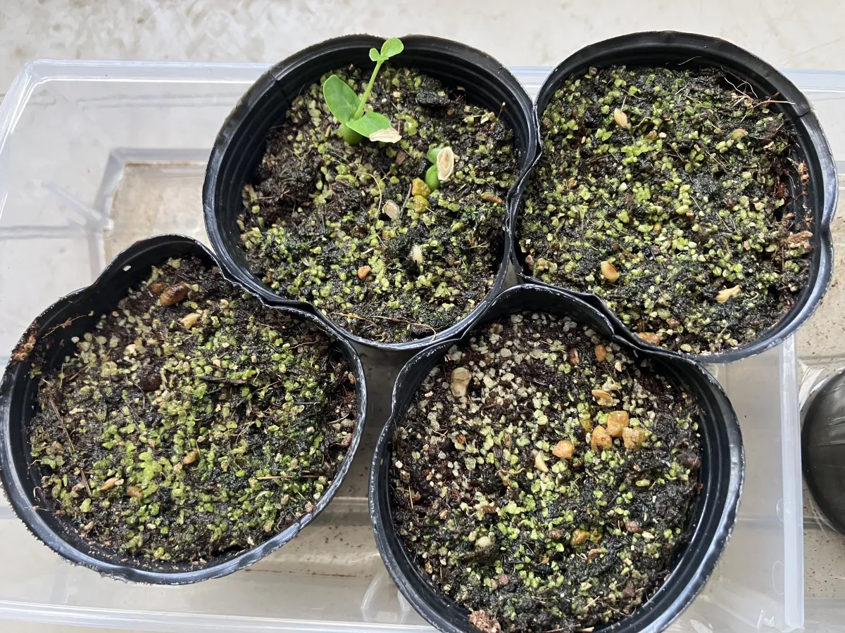 Fockea edulis (フォッケア 火星人)