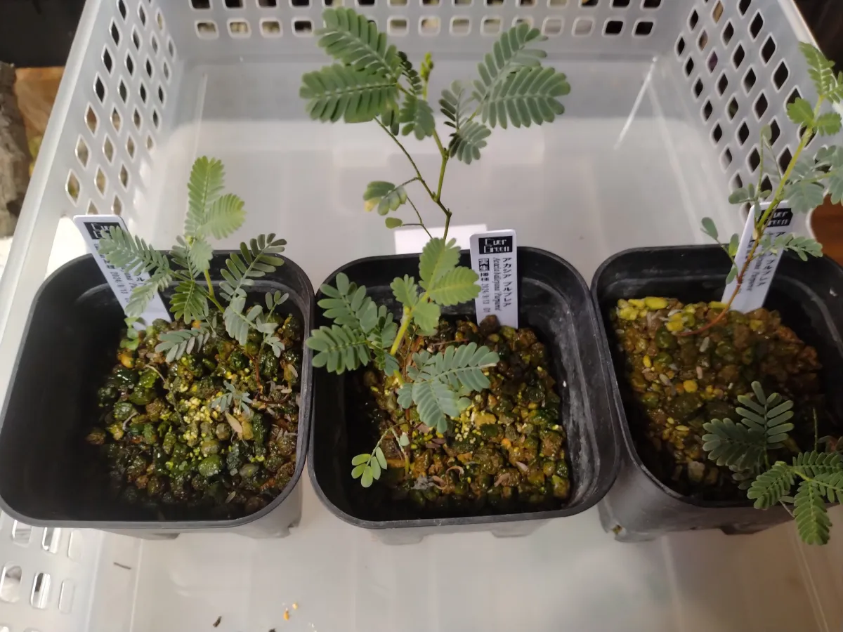 Acacia baileyana (アカシア プルプレア)