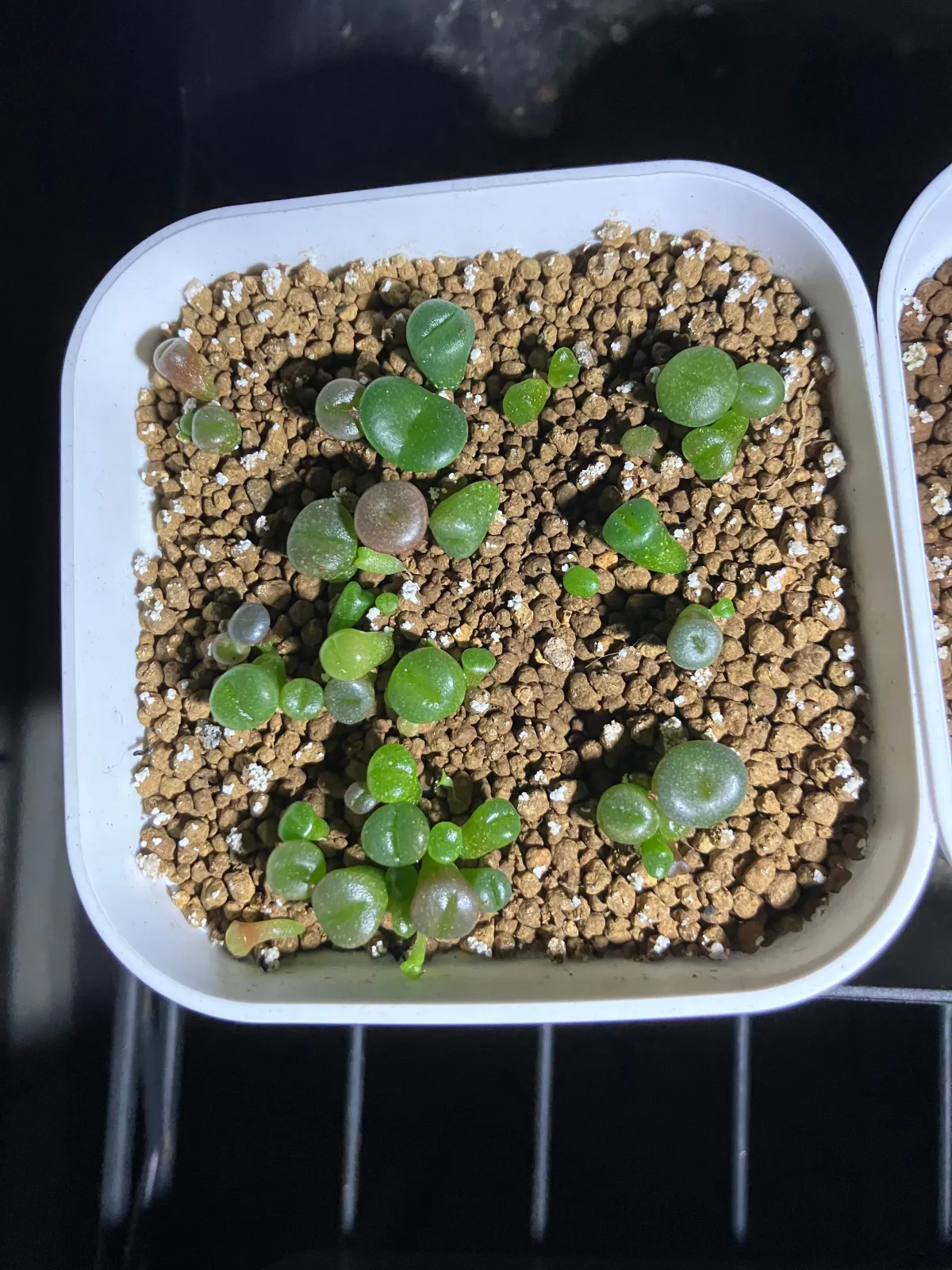 Lithops Mix Seeds (リトープス ミックス)
