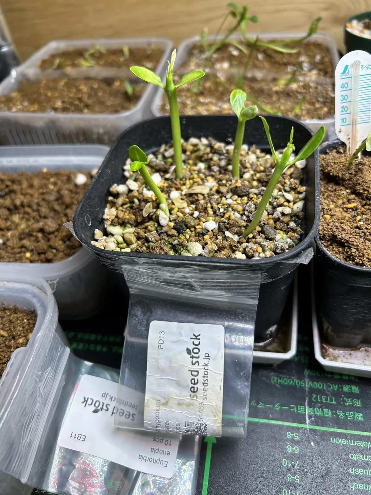 Pachypodium lamerei (パキポディウム ラメレイ)