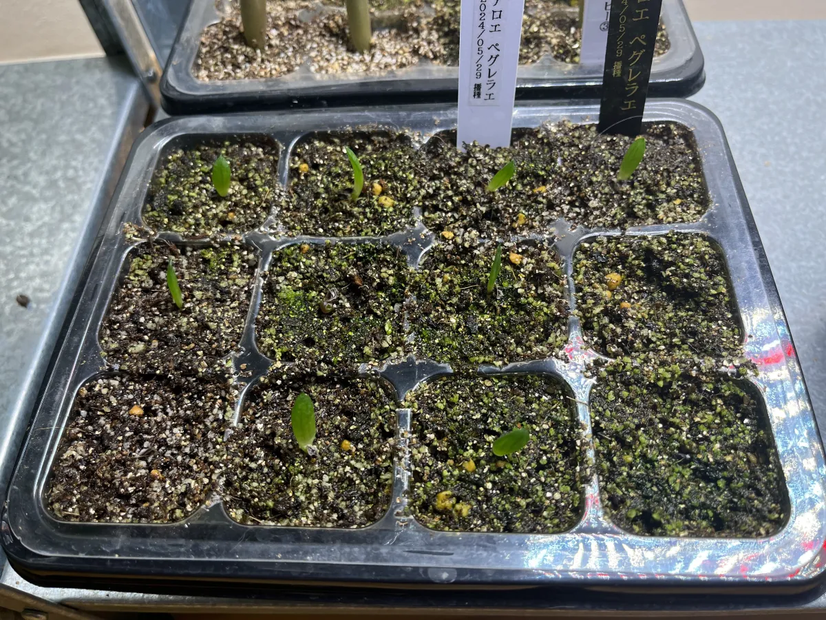 Aloe peglerae (アロエ ペグレラエ)