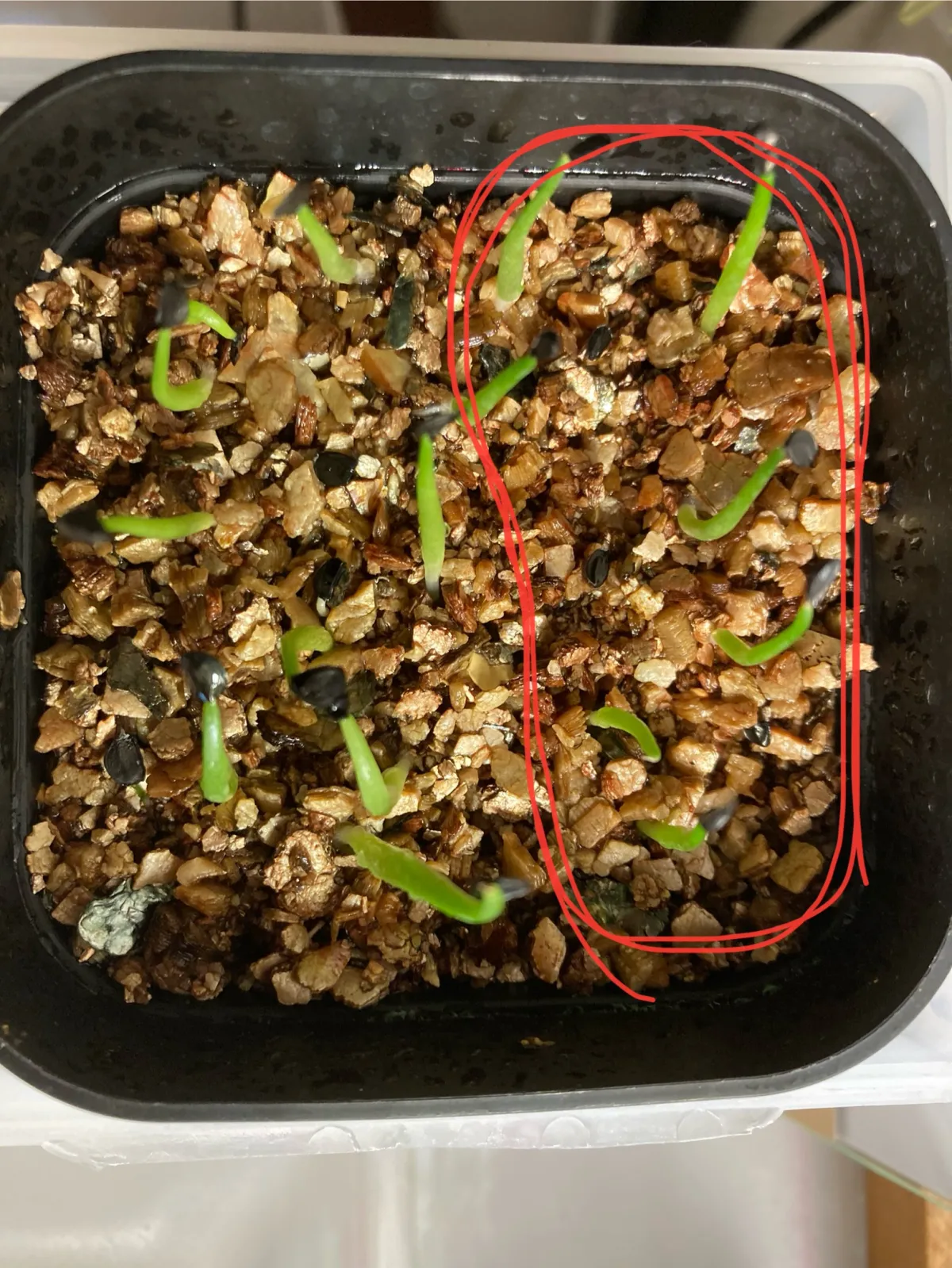 Agave horrida perotensis (アガベ ペロテンシス)