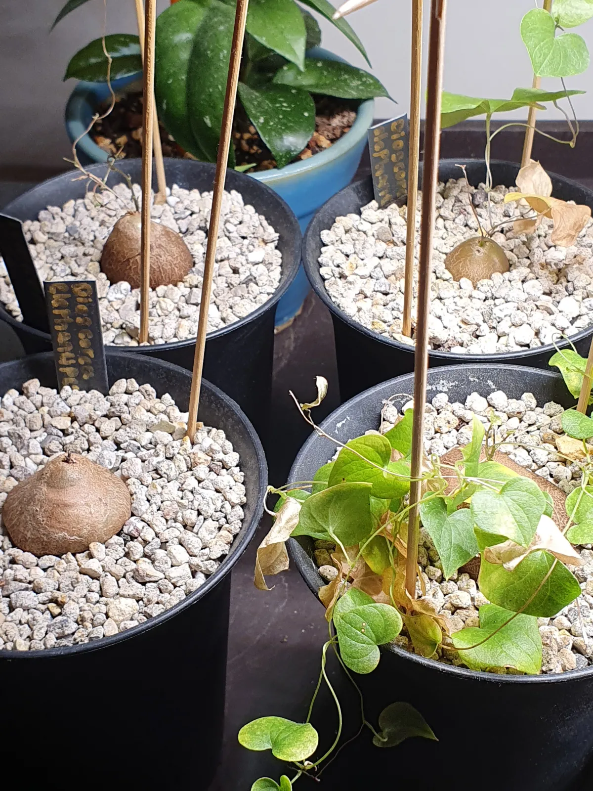 Dioscorea elephantipes (ディオスコレア エレファンティペス)
