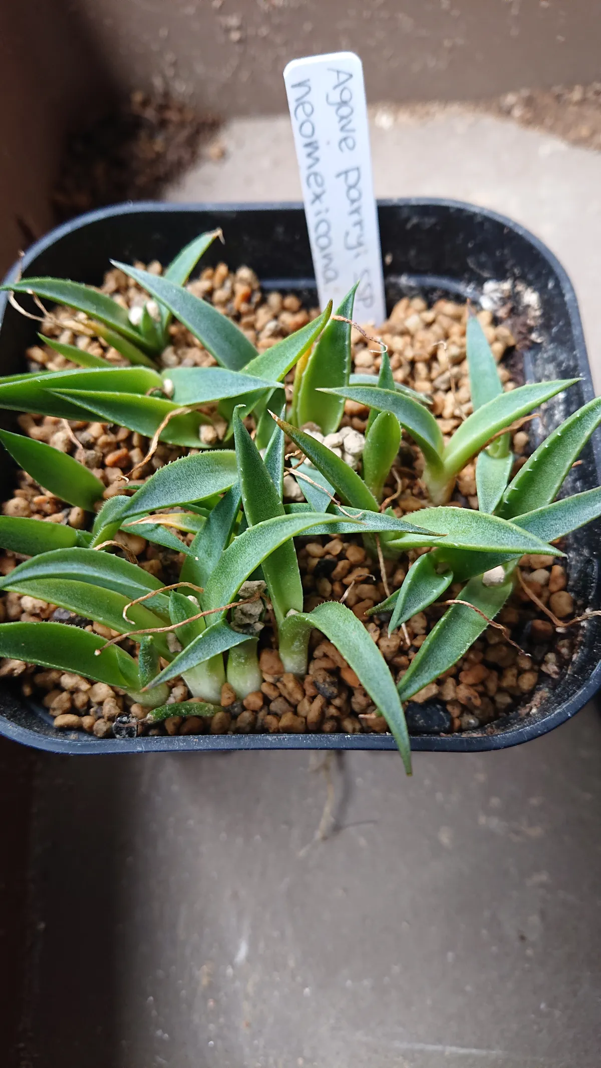 Agave parryi ssp. neomexicana (アガベ ネオメキシカーナ)