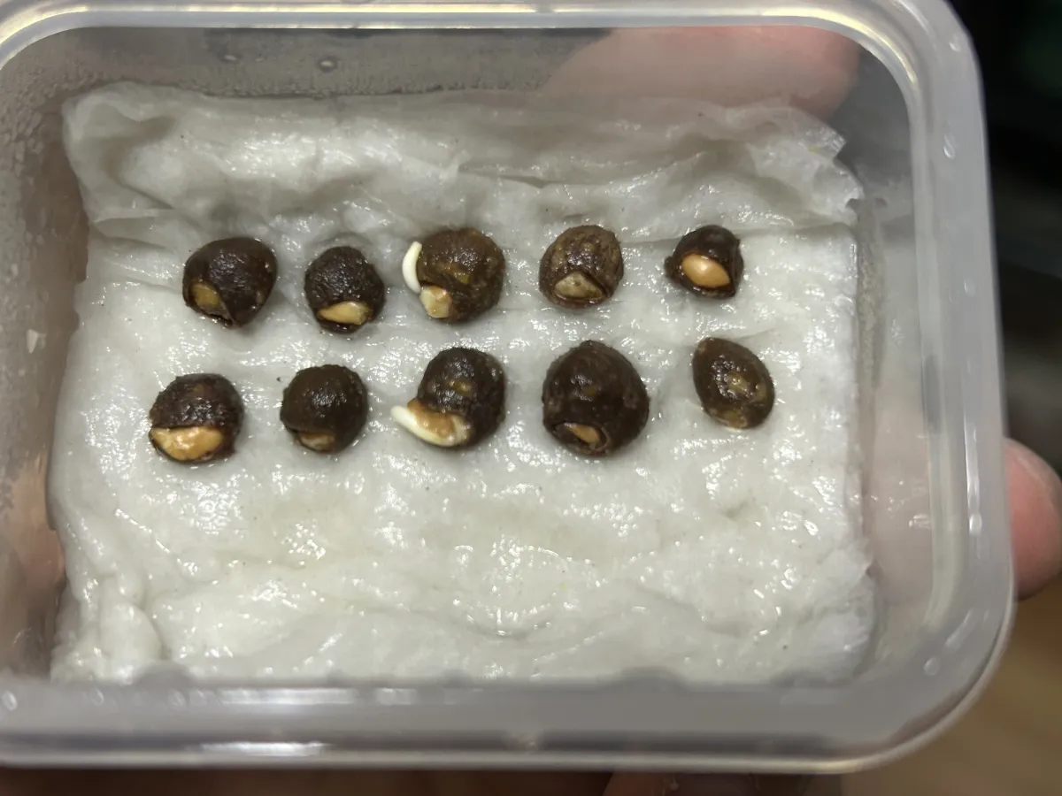 Operculicarya hyphaenoides Lot. (オペルクリカリア ヒファエノイデス)
