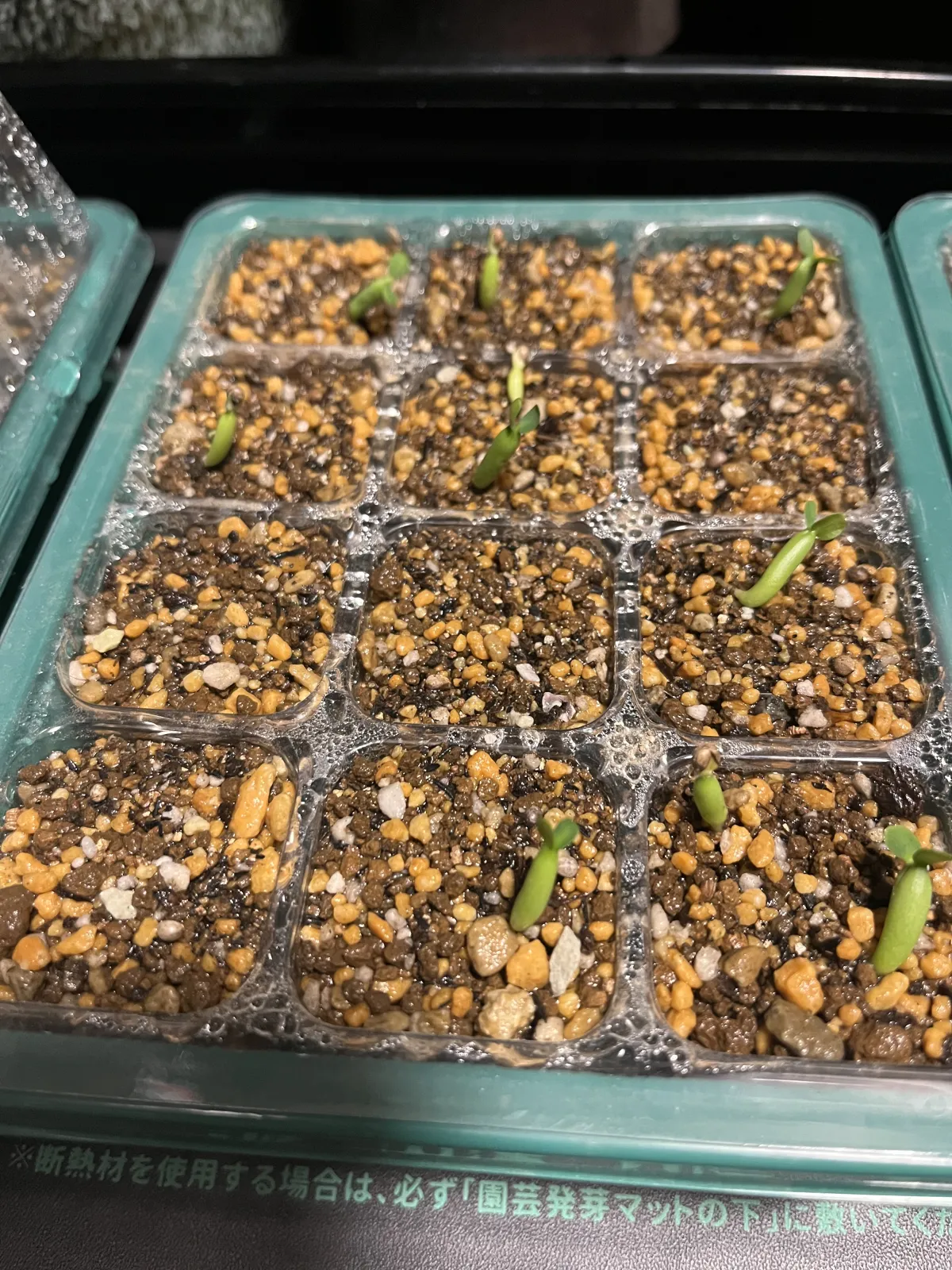 Euphorbia horrida var. norveldensis (ユーフォルビア ホリダ ノーベルデンシス)